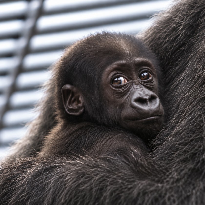 Baby gorilla Santaro held close by his mother, looking at the camera